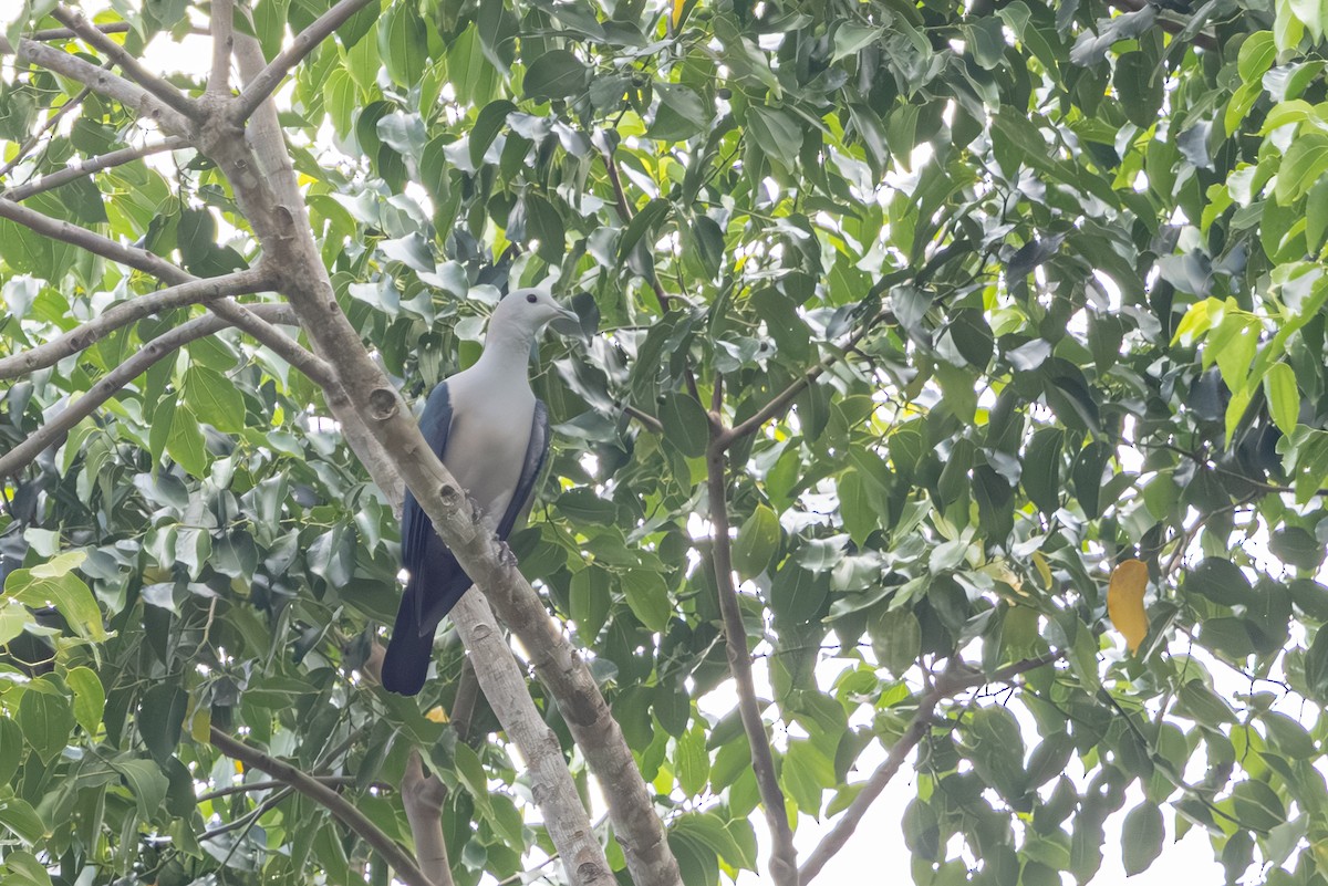 Green Imperial-Pigeon (Green) - ML656422855