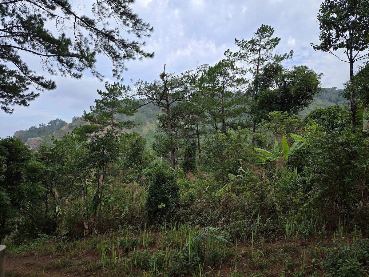 null - ML656423395