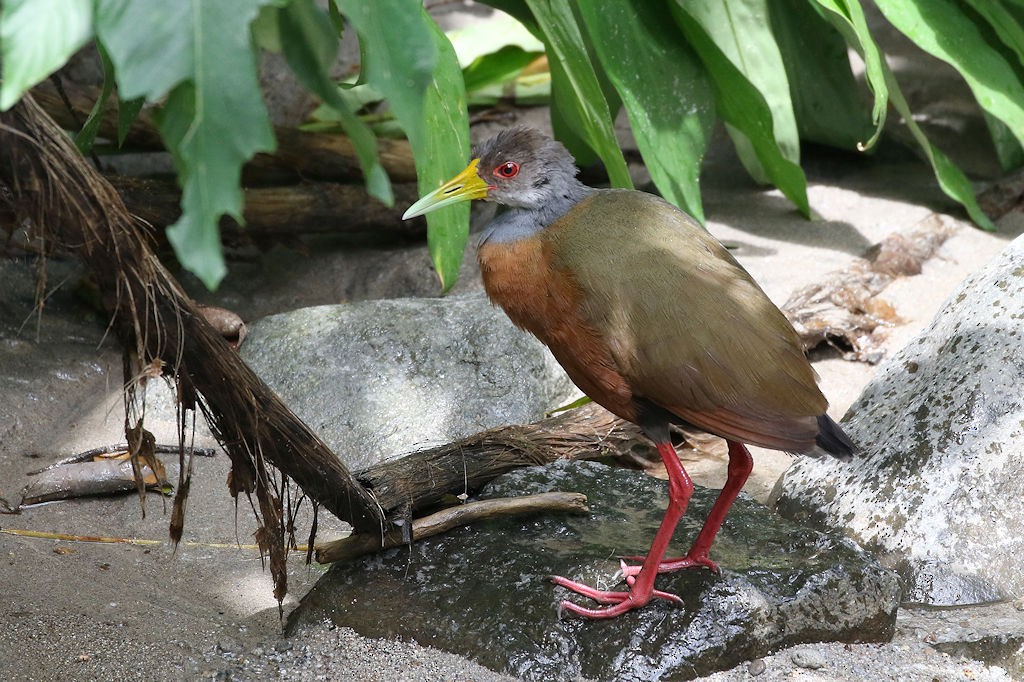 Gray-cowled Wood-Rail - ML65642491