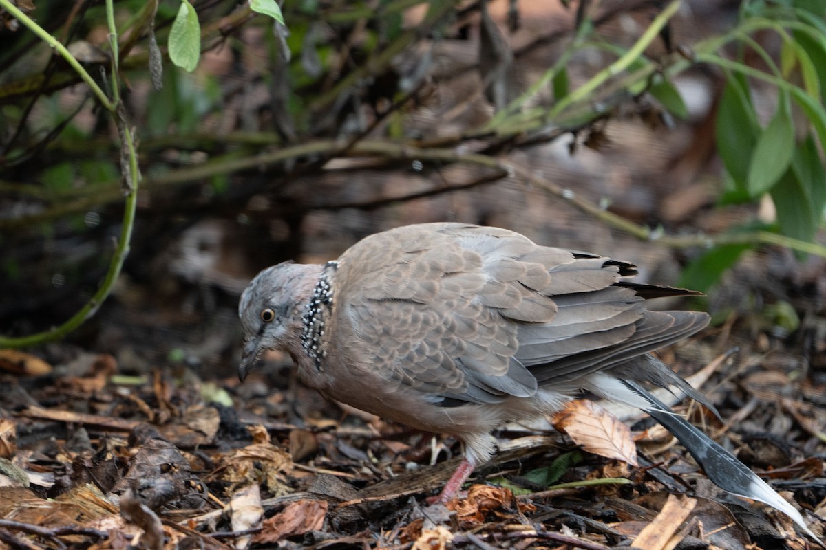 Spotted Dove - ML656425031