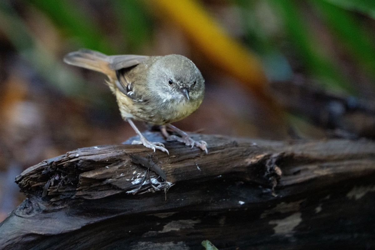 White-browed Scrubwren - ML656425056