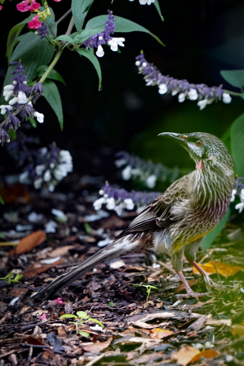 Red Wattlebird - ML656425082