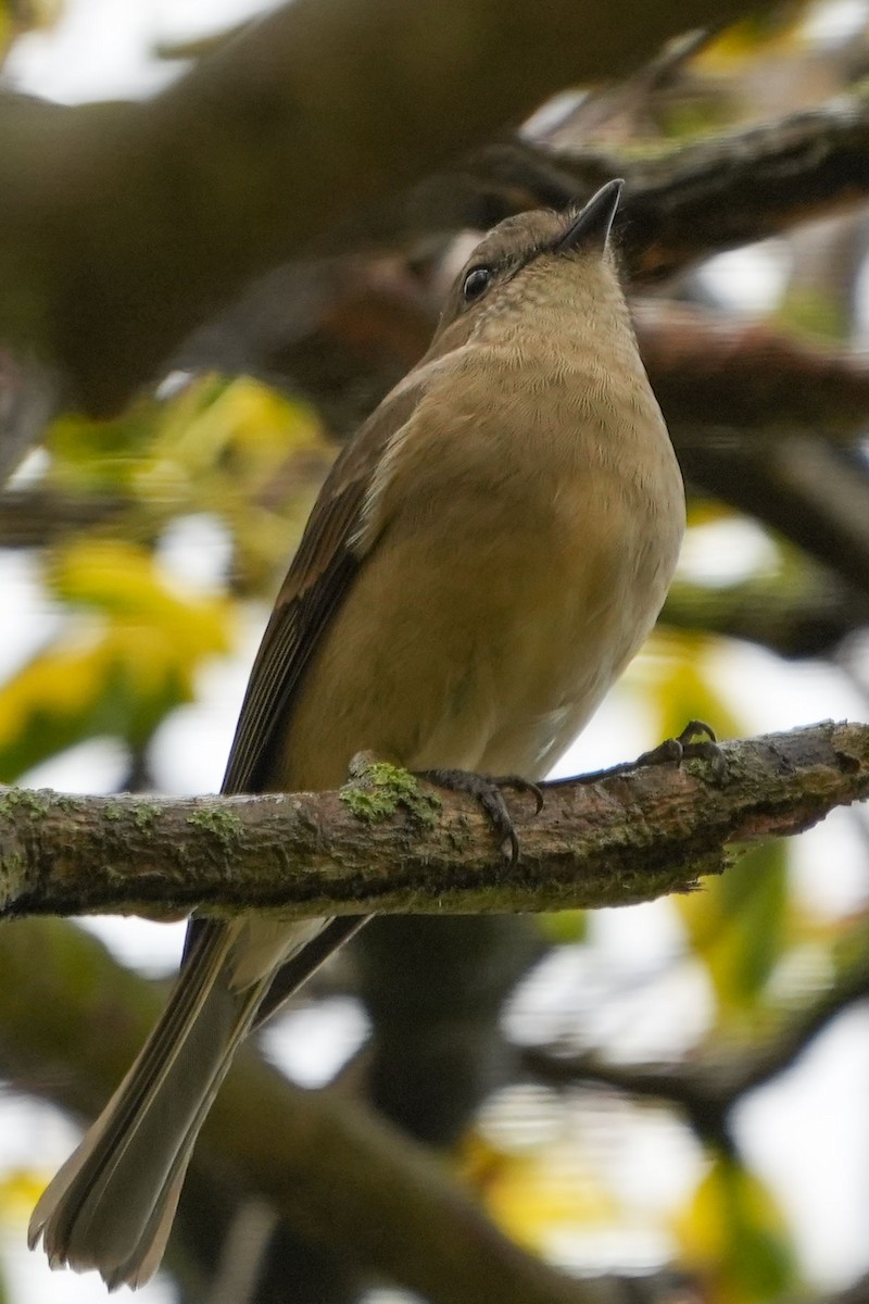 Golden Whistler - ML656425207