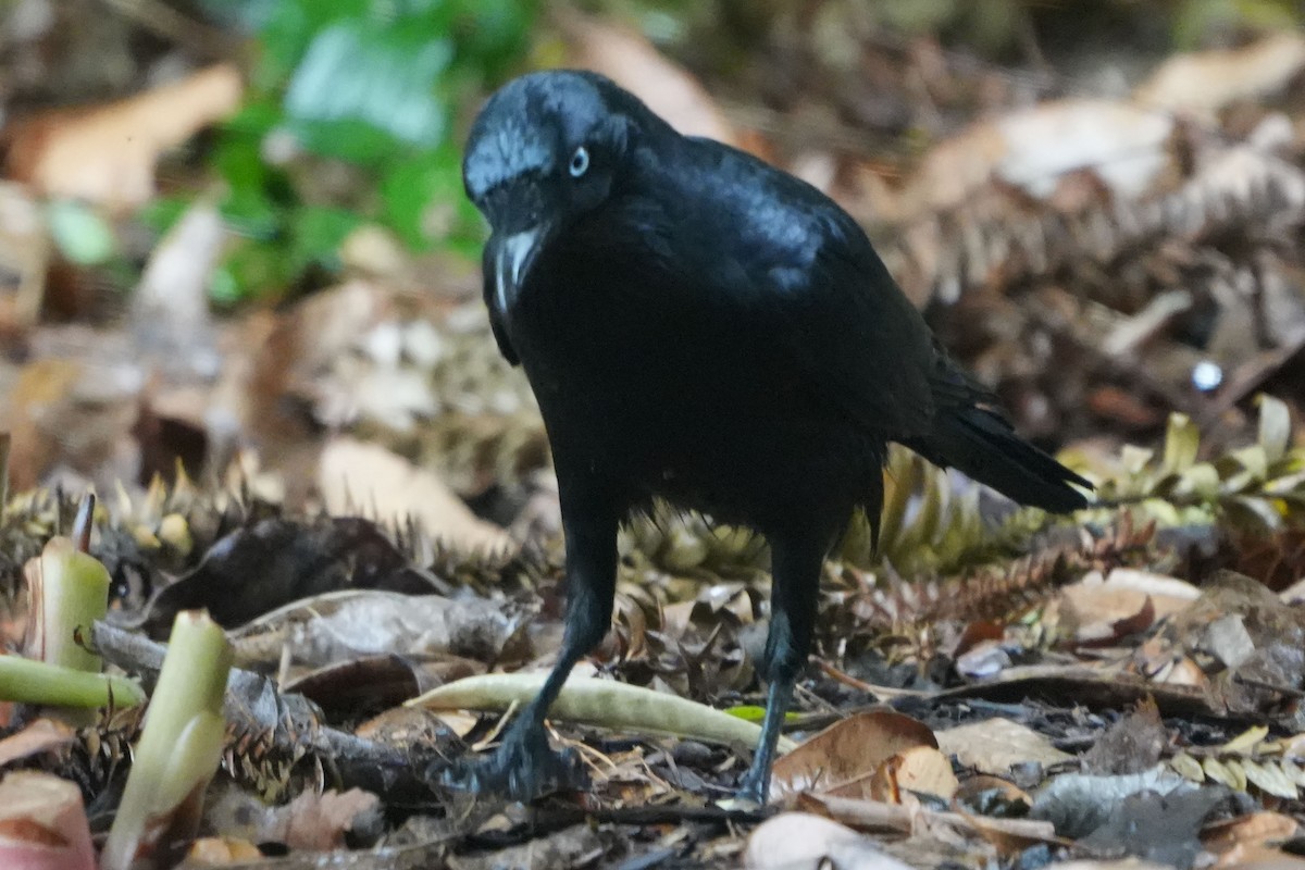 Little Raven - ML656425253