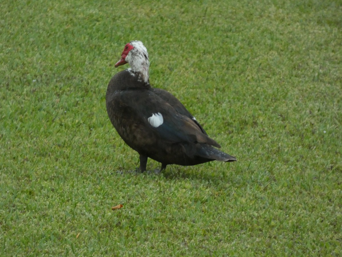 Muscovy Duck (Domestic type) - ML656426492