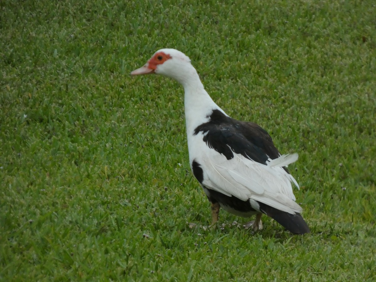 Muscovy Duck (Domestic type) - ML656426493