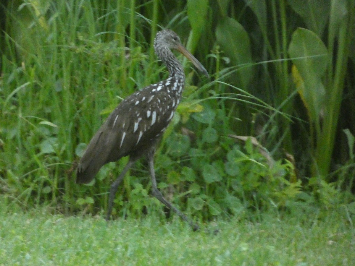 Limpkin - ML656426503