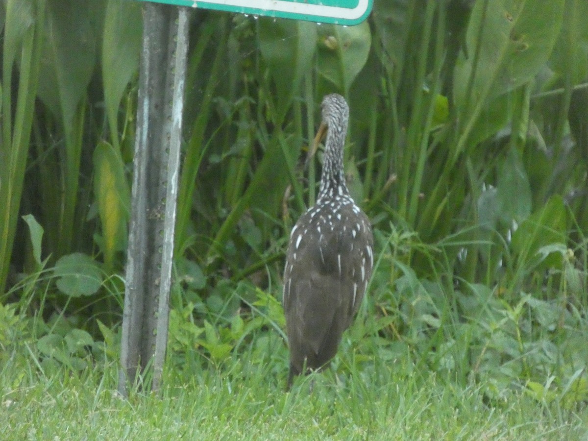 Limpkin - ML656426504