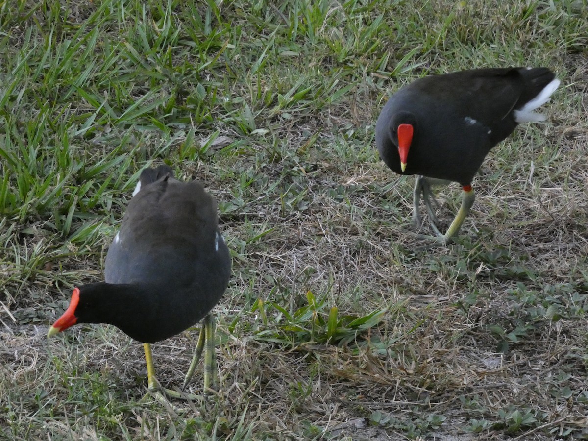 Common Gallinule - ML656426524