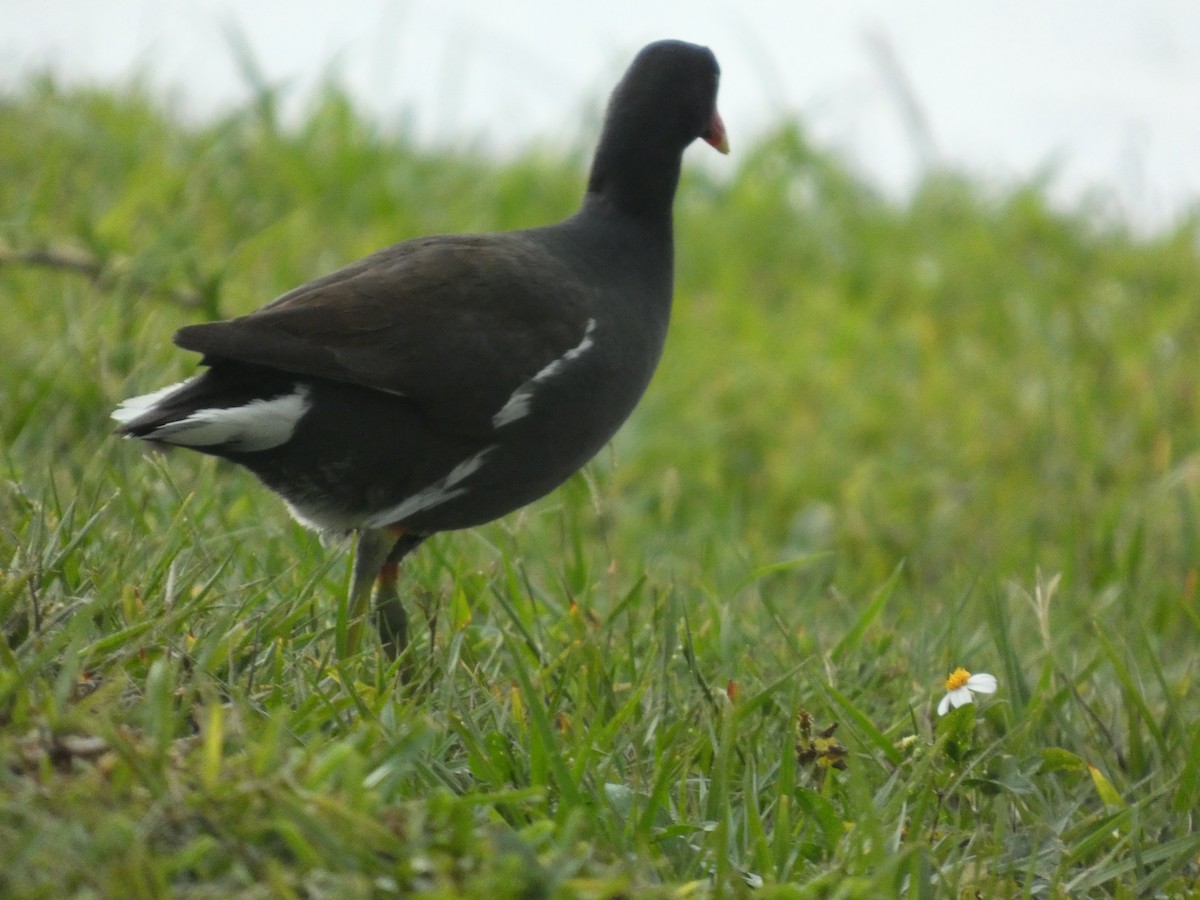 Common Gallinule - ML656426525