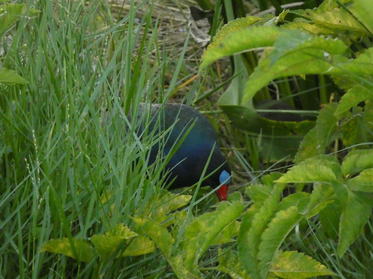 Purple Gallinule - ML656426531