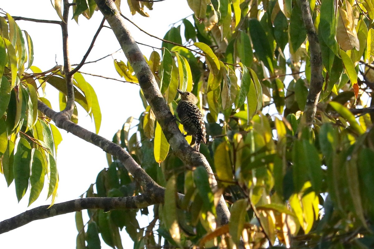 Buff-rumped Woodpecker - ML656427504