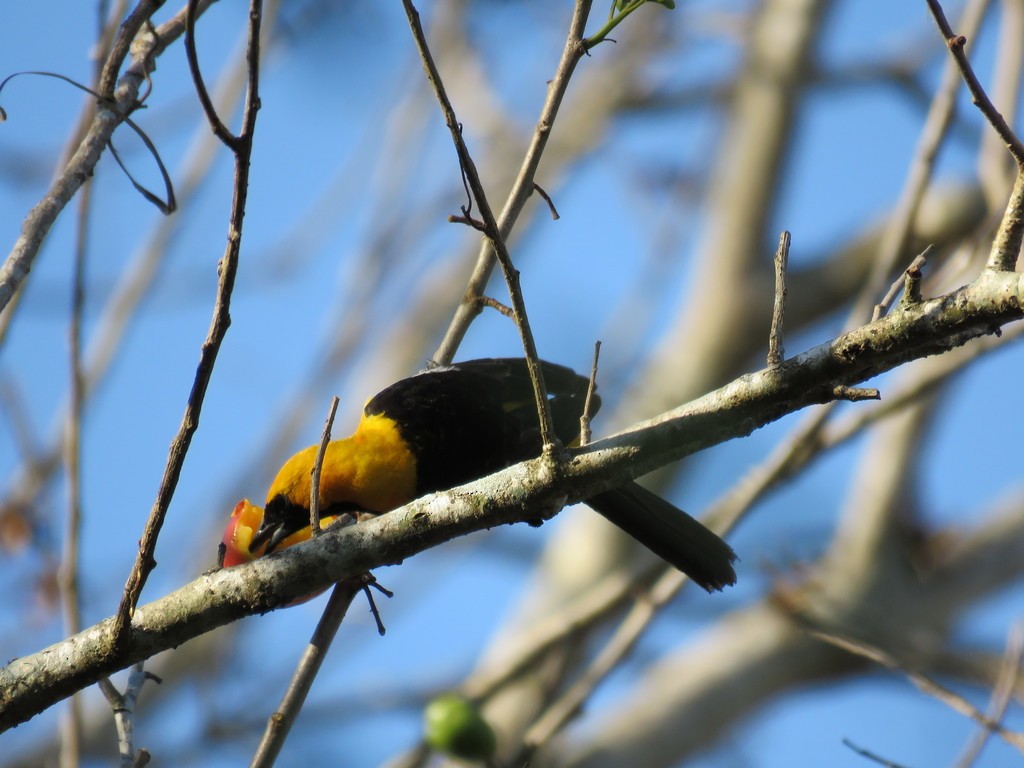 Hooded Oriole - ML65642751