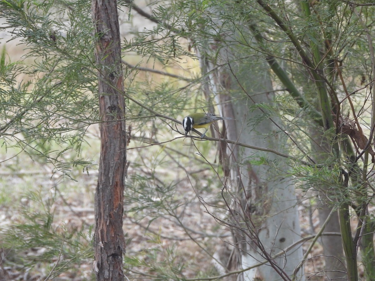 Eastern Shrike-tit - ML656428163