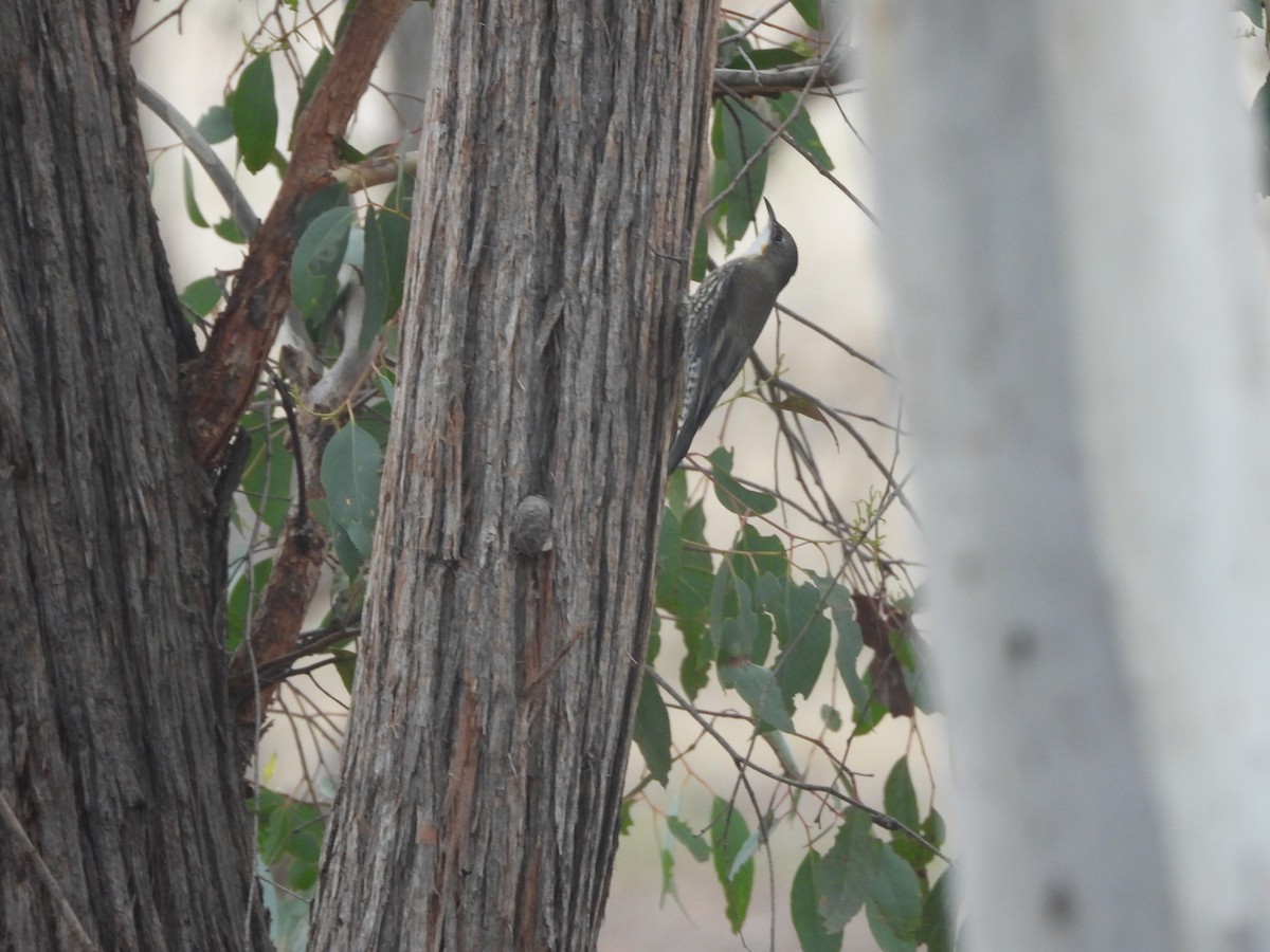 White-throated Treecreeper - ML656428175