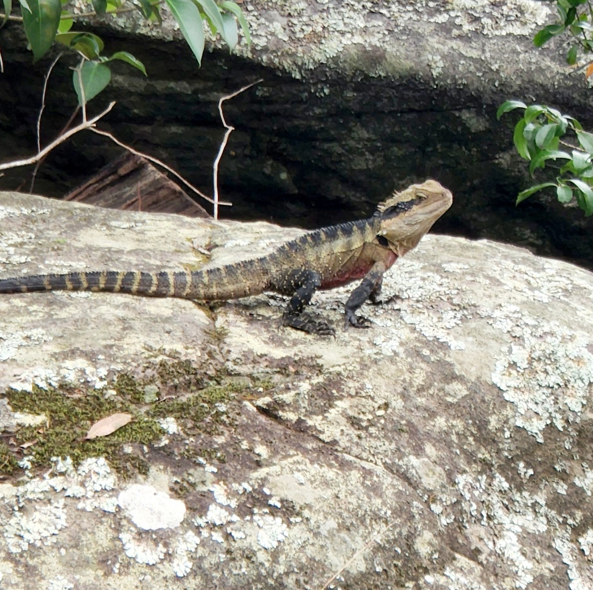 Eastern Water Dragon - ML656428740