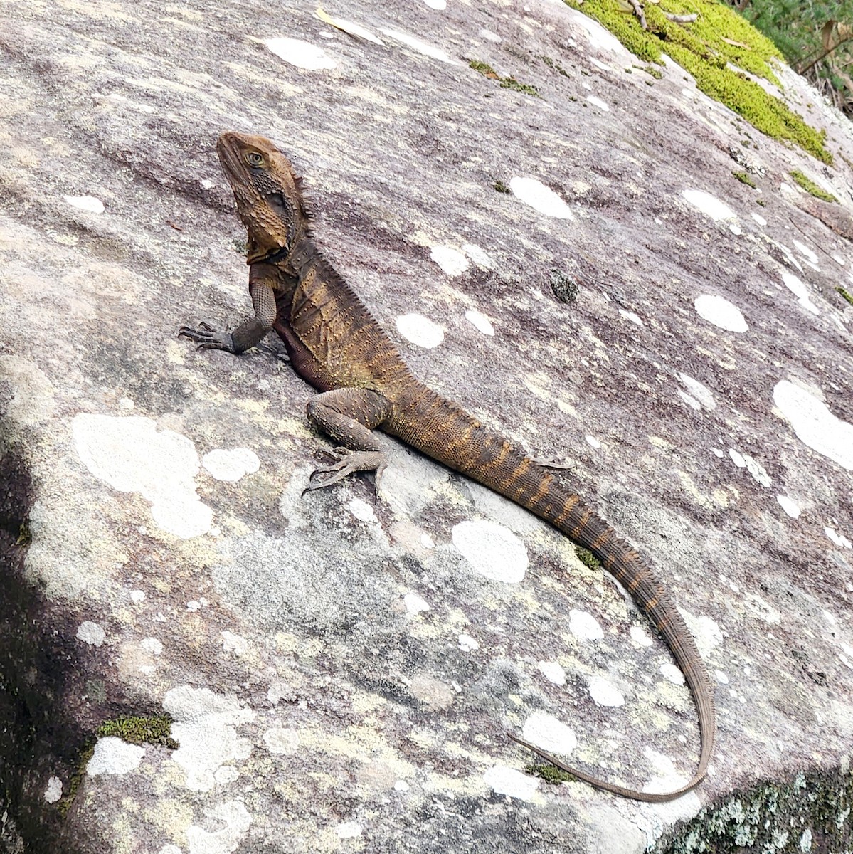Eastern Water Dragon - ML656428741