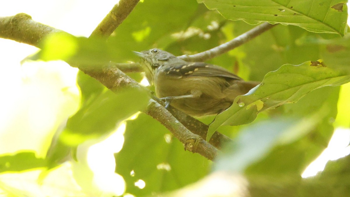 Checker-throated Stipplethroat - ML656430927