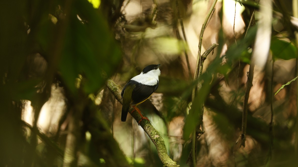 White-collared Manakin - ML656430943