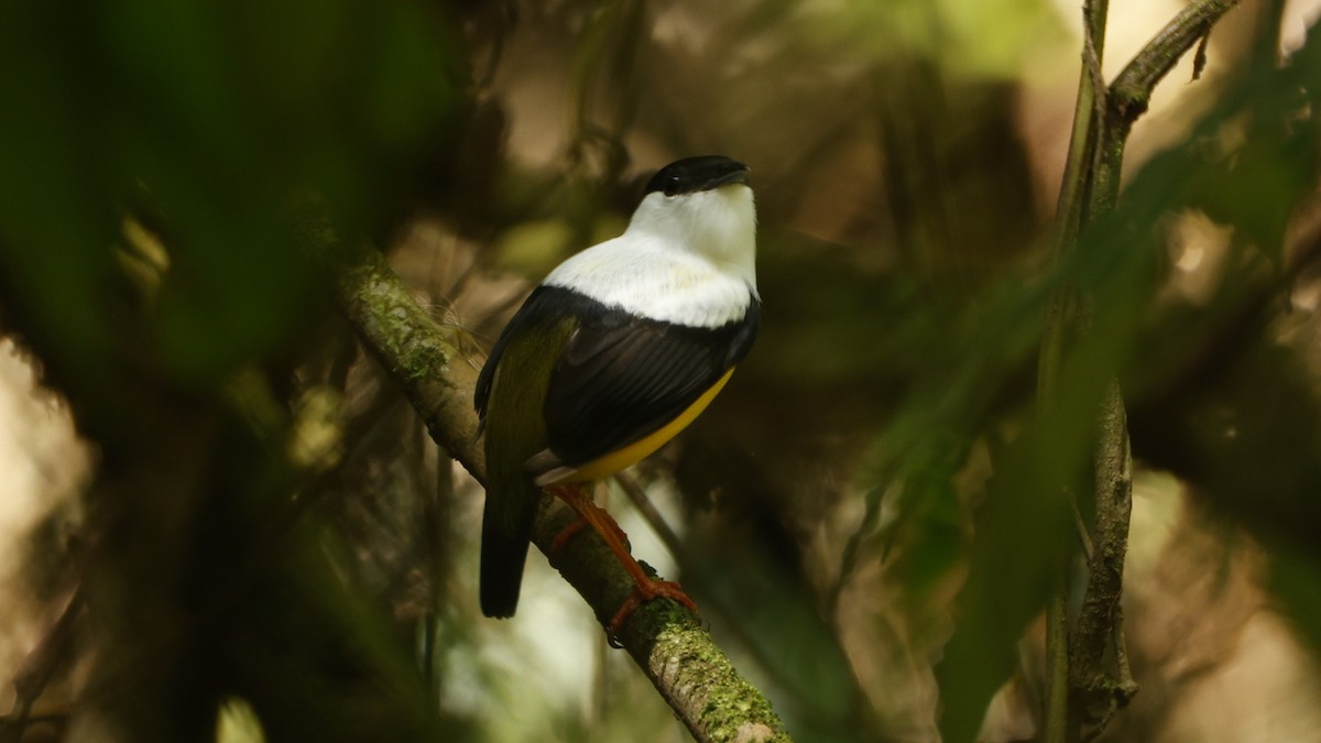 White-collared Manakin - ML656430961