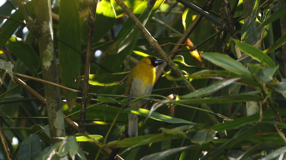 Black-faced Grosbeak - ML656430976