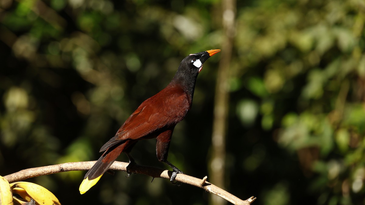 Montezuma Oropendola - ML656430988