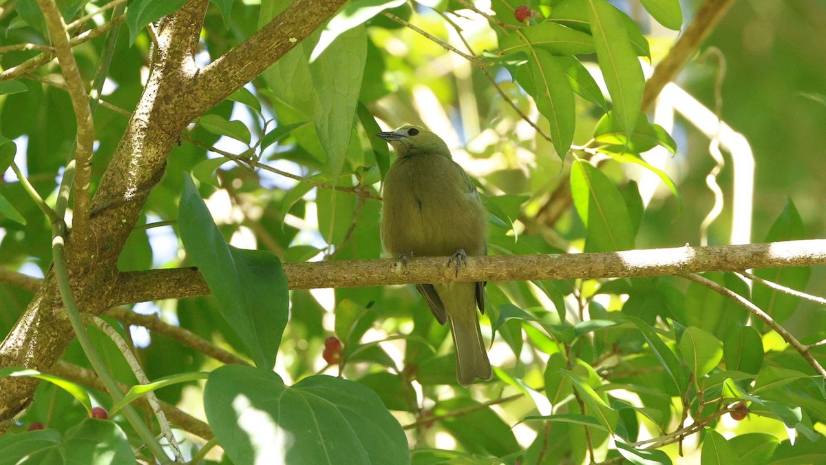 Palm Tanager - ML656430997