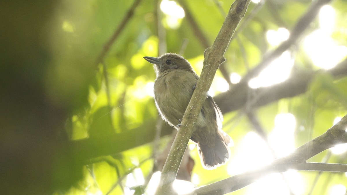 Black-crowned Antshrike - ML656431001