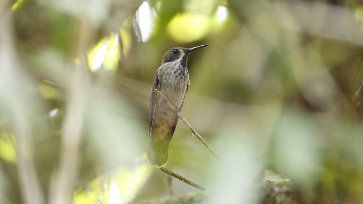Brown Violetear - ML656431015