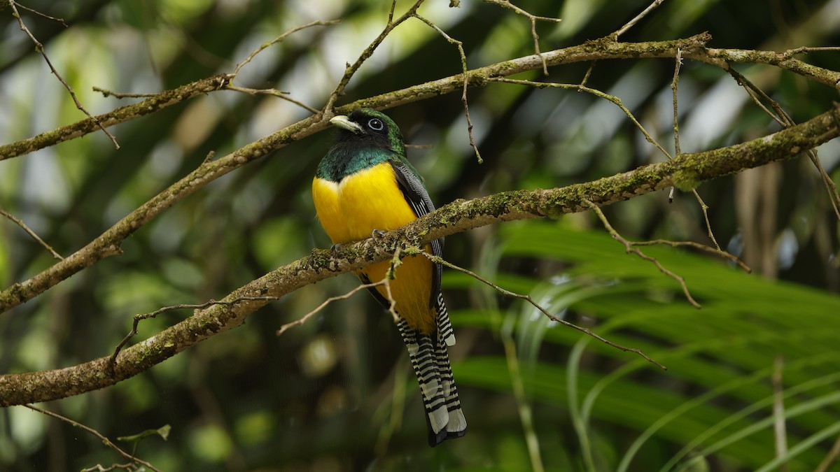 Graceful Black-throated Trogon - ML656431027