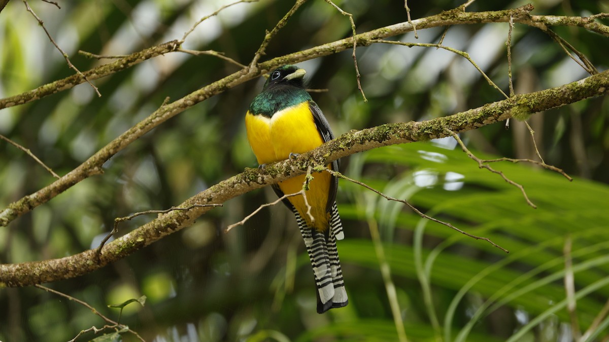 Graceful Black-throated Trogon - ML656431034