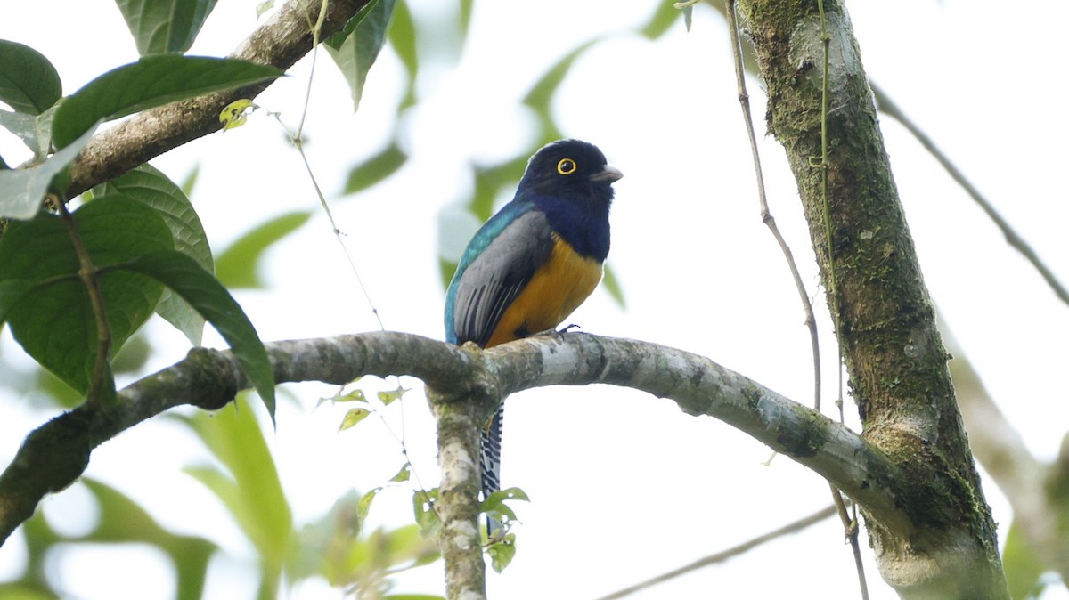 Gartered Violaceous Trogon - ML656431040