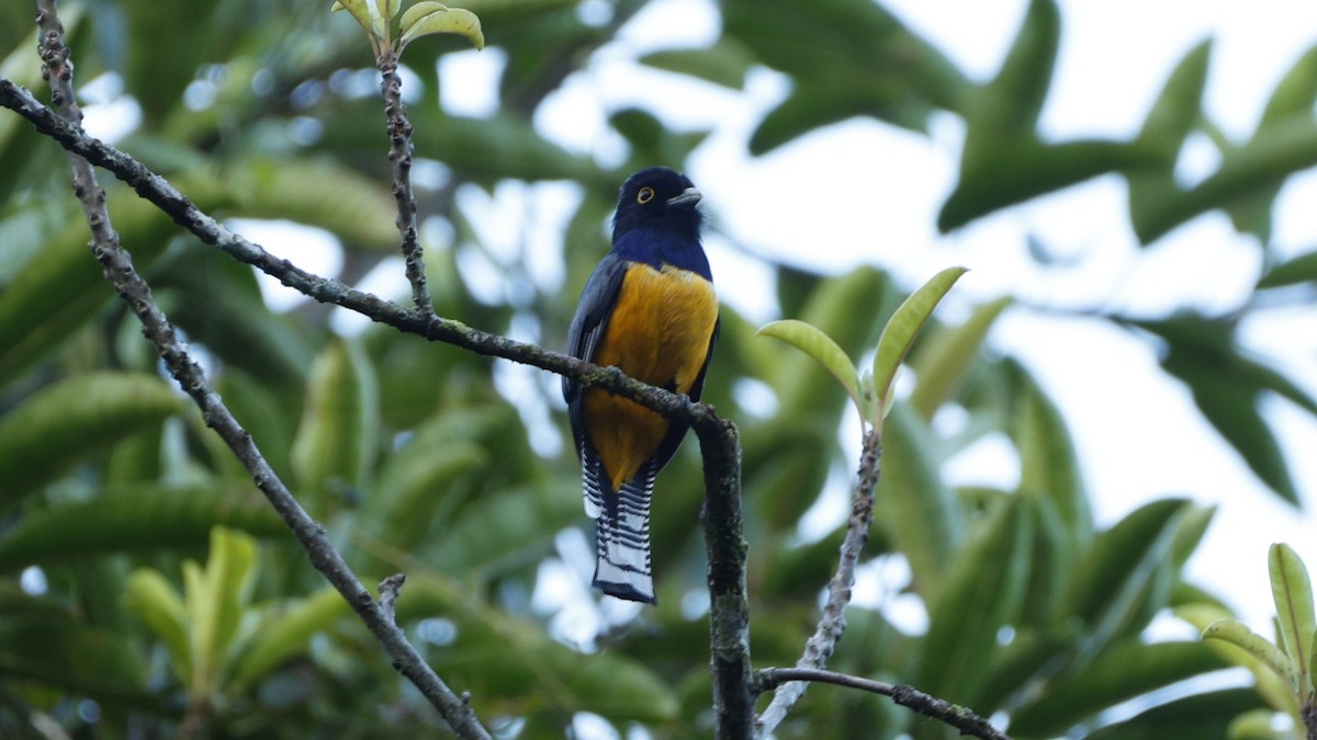 Gartered Violaceous Trogon - ML656431044
