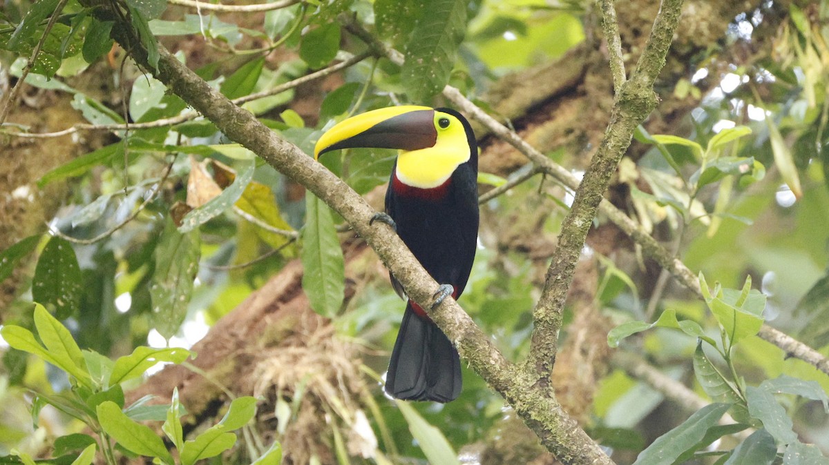 Yellow-throated Toucan - ML656431066