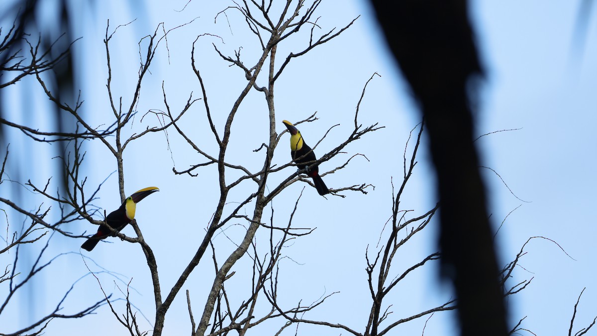Yellow-throated Toucan - ML656431070