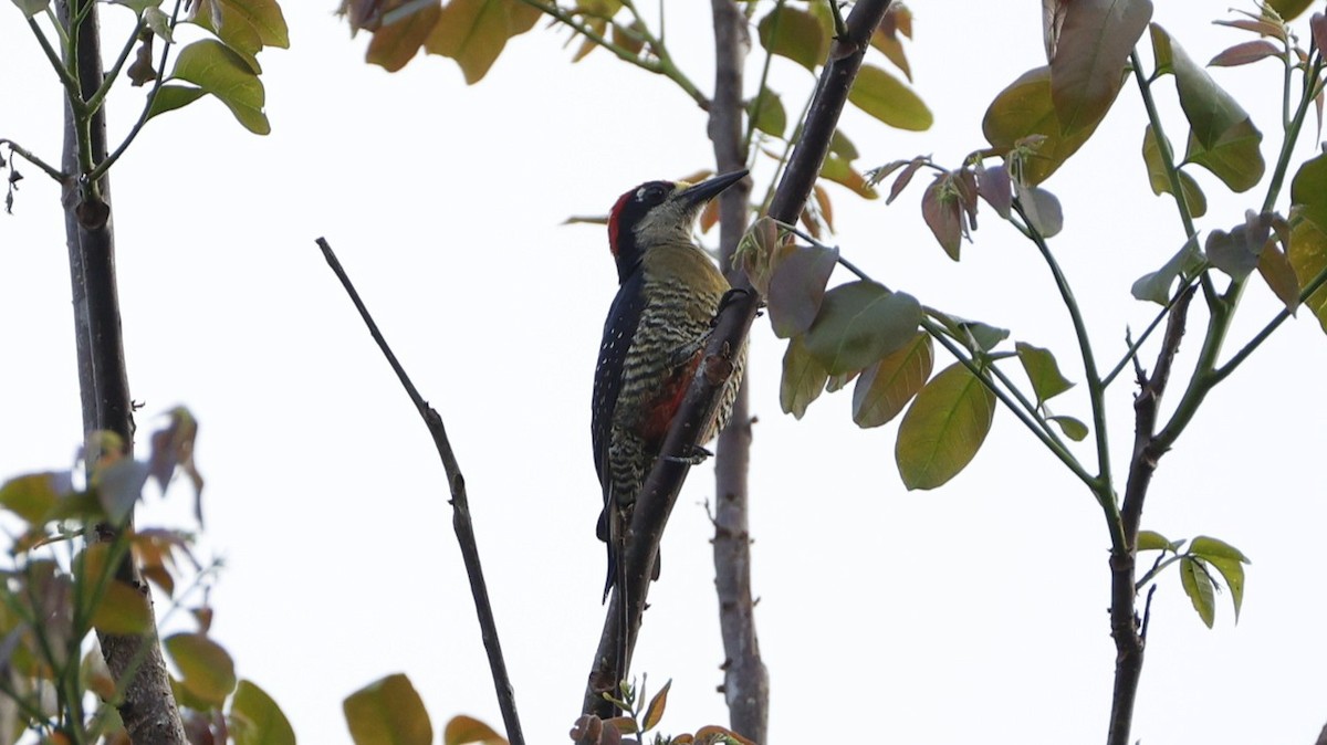 Black-cheeked Woodpecker - ML656431079