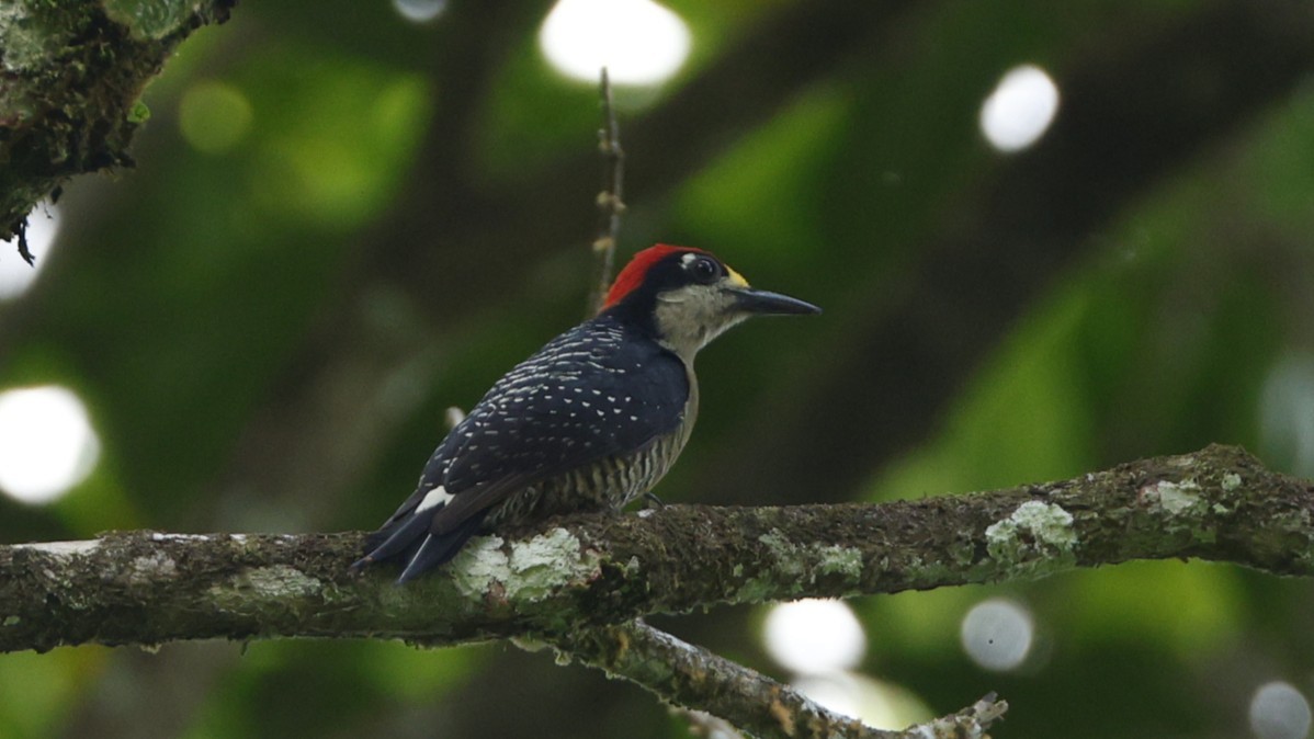 Black-cheeked Woodpecker - ML656431086