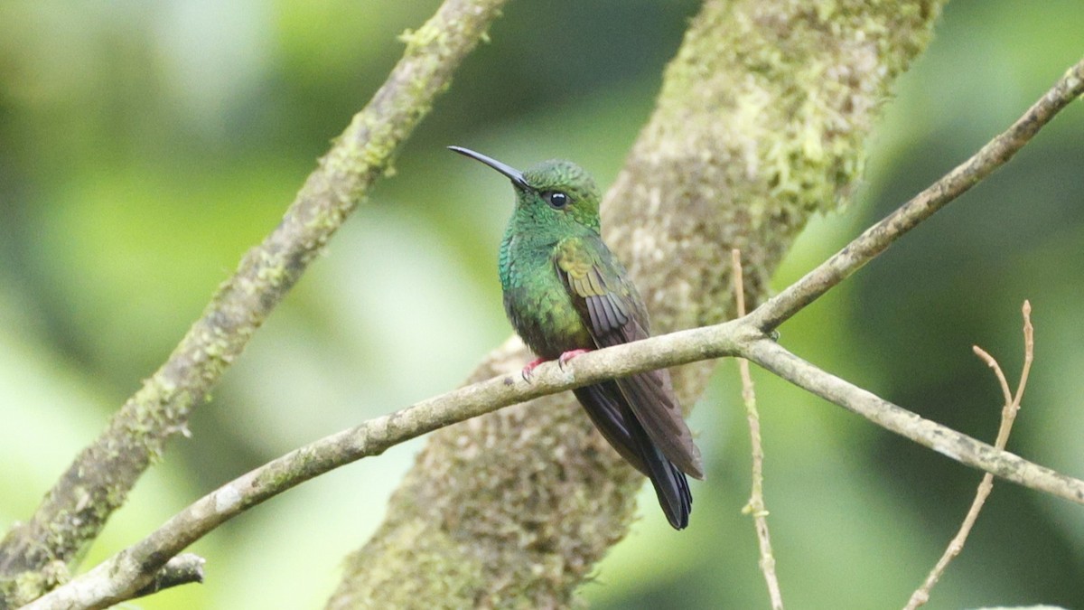 Bronze-tailed Plumeleteer - ML656431104