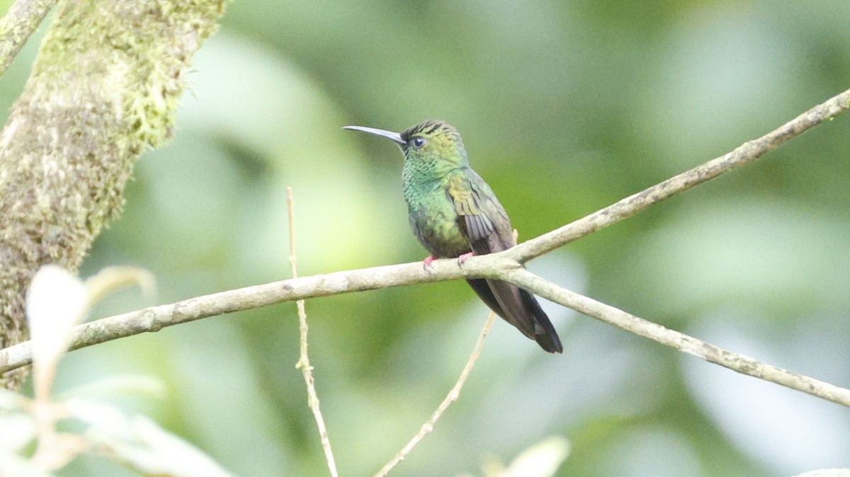 Bronze-tailed Plumeleteer - ML656431106