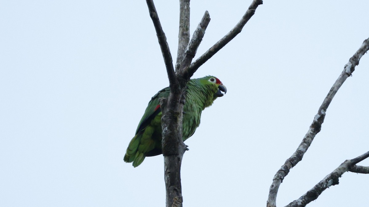 Red-lored Amazon - ML656431127