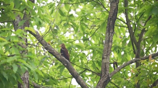 Bay Woodpecker - ML656431129