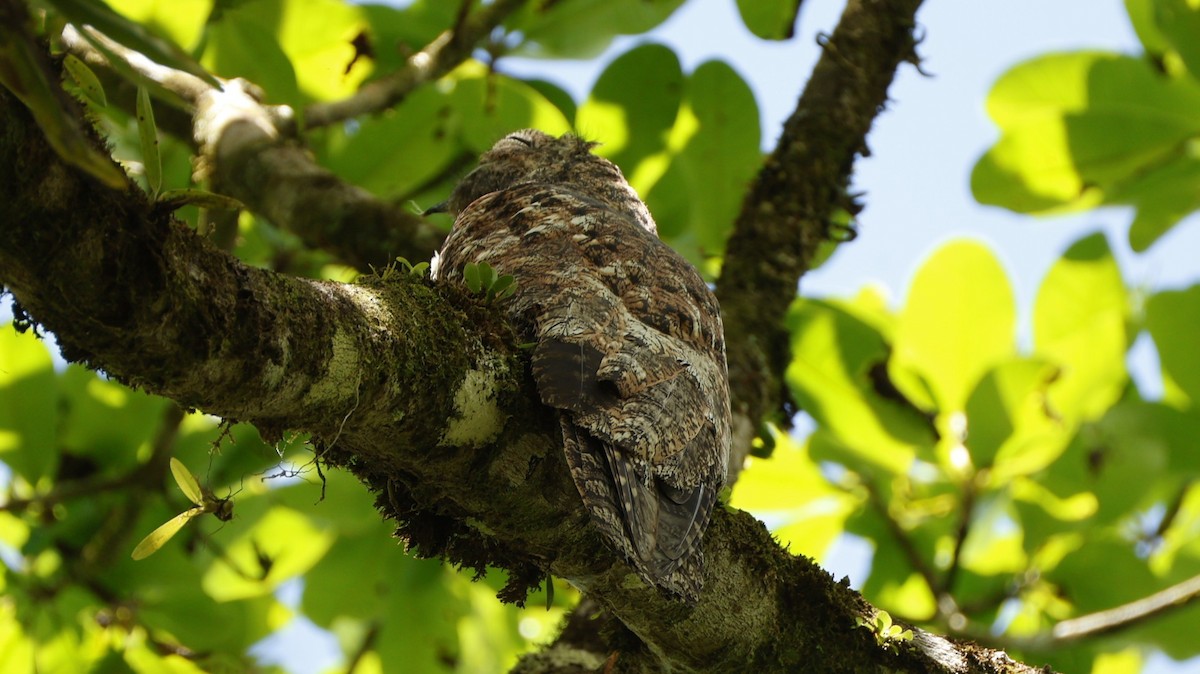 Great Potoo - ML656431138