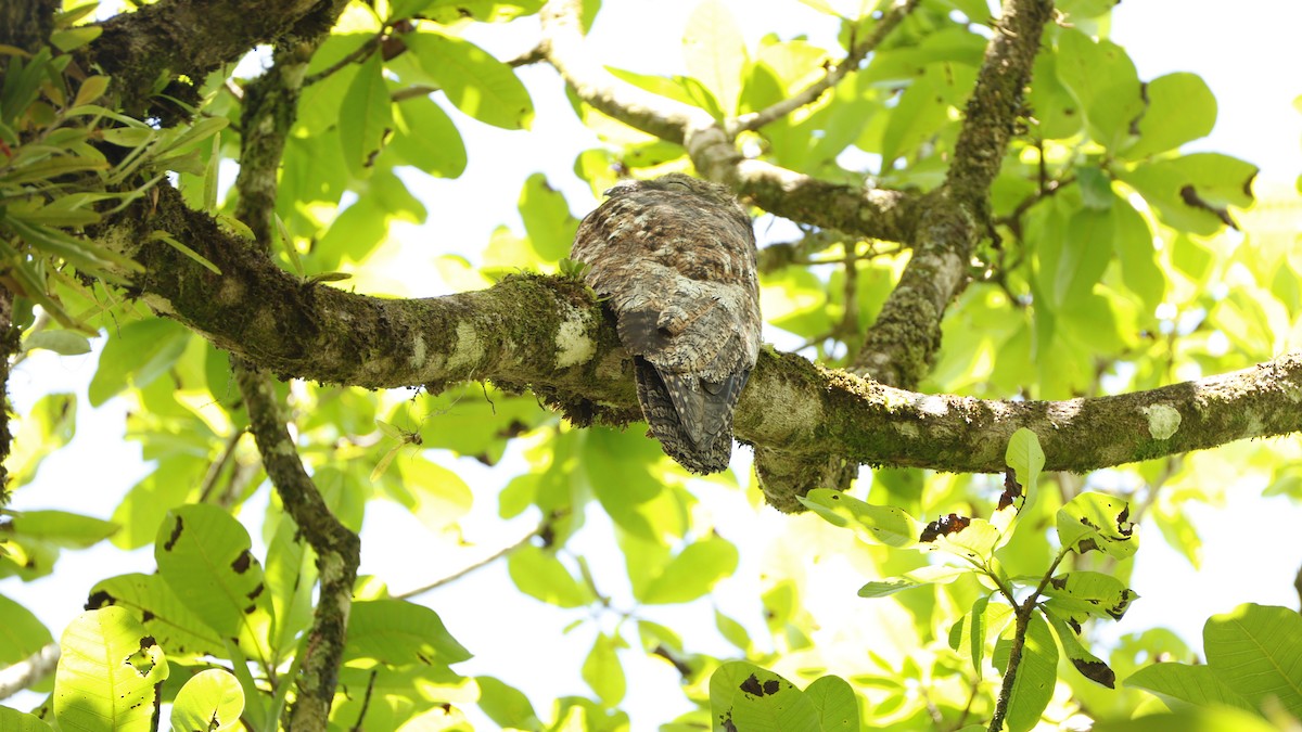 Great Potoo - ML656431154