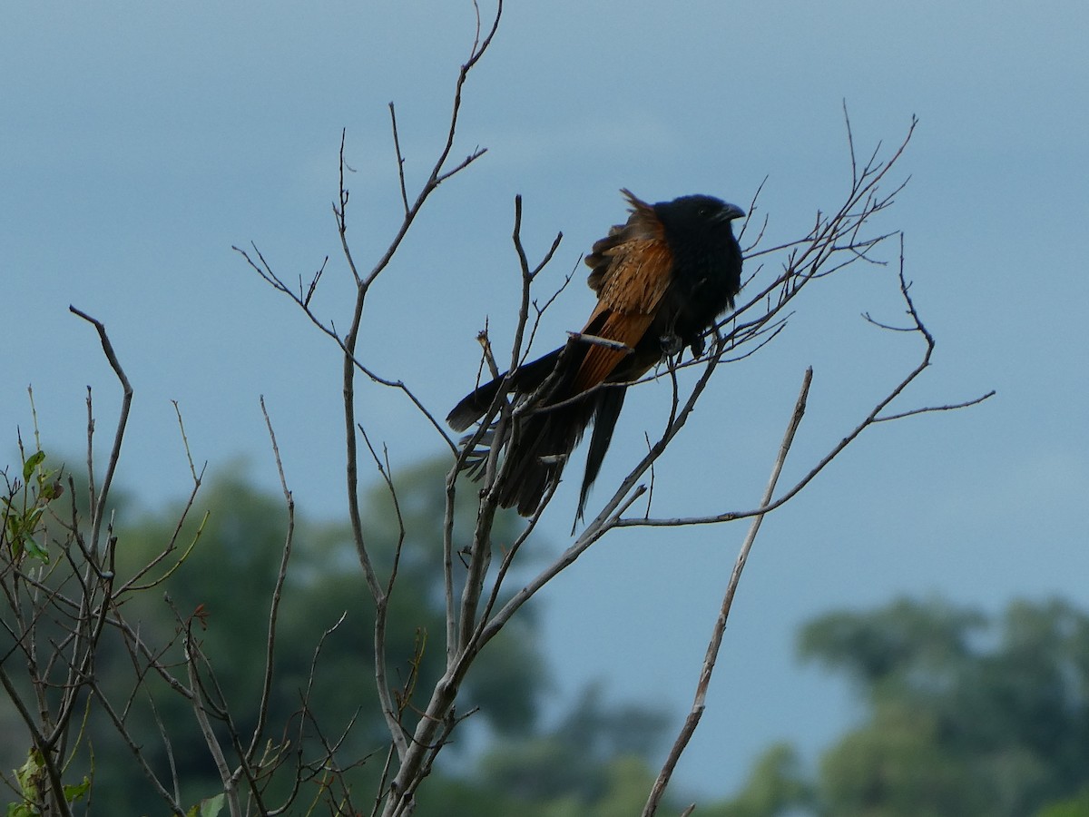 Black Coucal - ML656431203