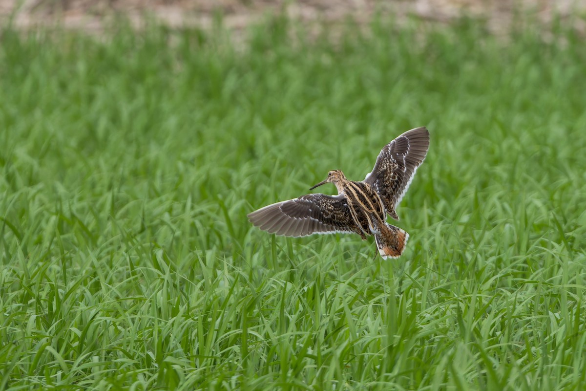 Common Snipe - ML656431244