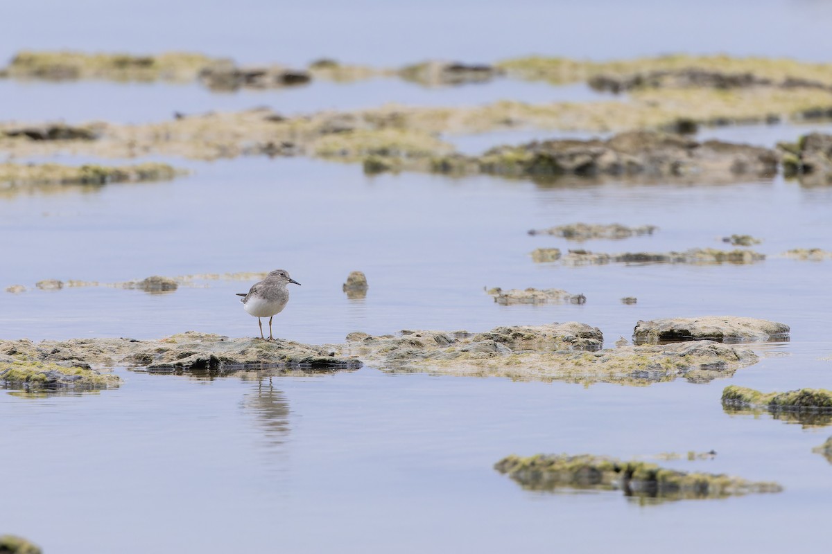 Temminck's Stint - ML656431267