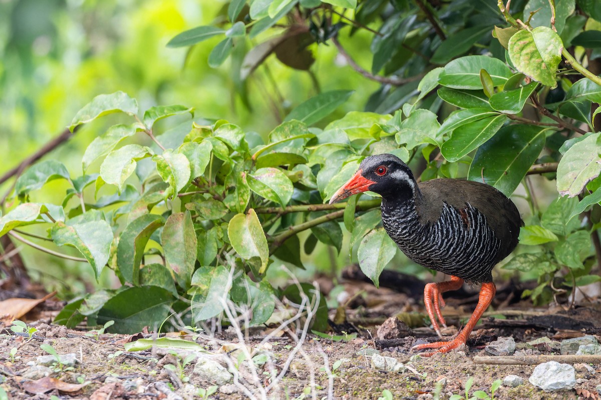 Okinawa Rail - ML656431299