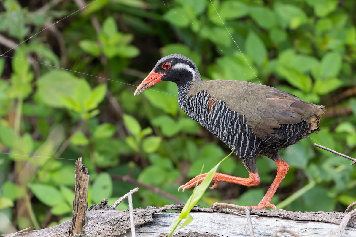 Okinawa Rail - ML656431301