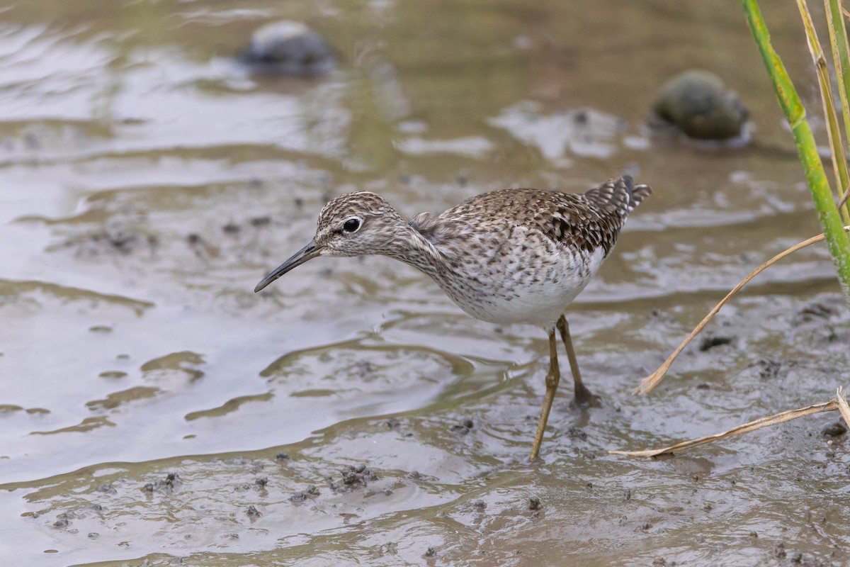 Wood Sandpiper - ML656431313