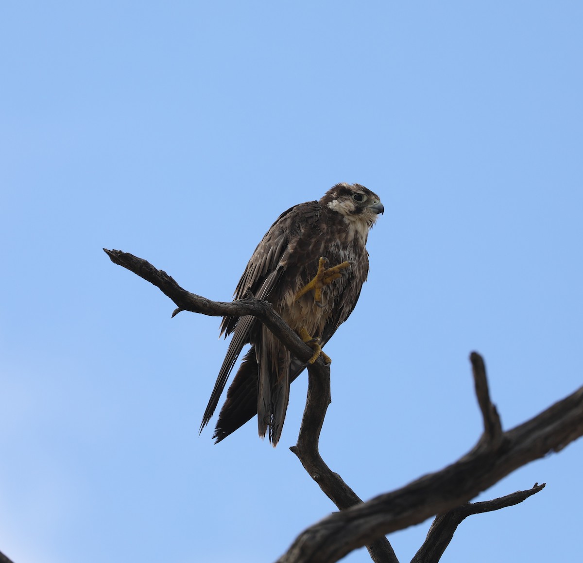 Lanner Falcon - ML656431427